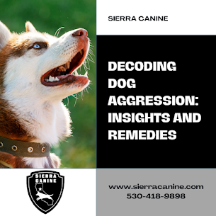 Deciphering Dog Aggression: Insights and Techniques